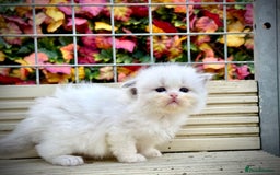 Ragdoll cats for sale: TICA REGISTERED  in Colchester - Image 6