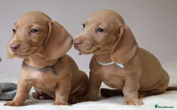 Miniature Dachshund dogs for sale: 🌟5StarsLicense+Holistic+KC+VetCheck+PRAClear - Image 19