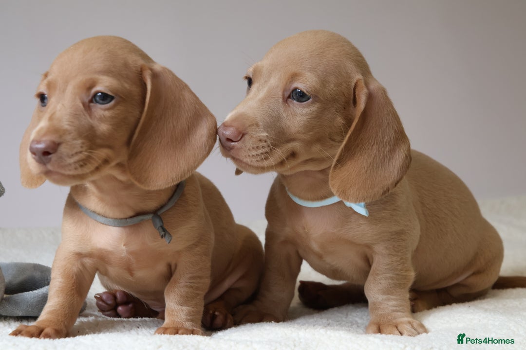 Miniature Dachshund dogs for sale: 🌟5StarsLicense+Holistic+KC+VetCheck+PRAClear - Image 19
