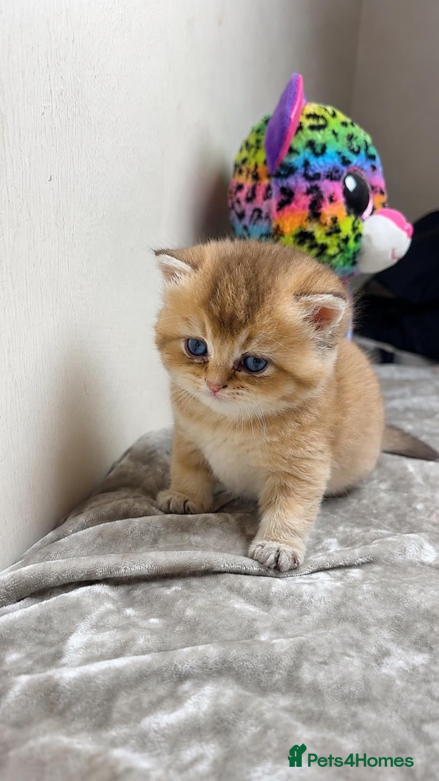 British Shorthair Kitten 2