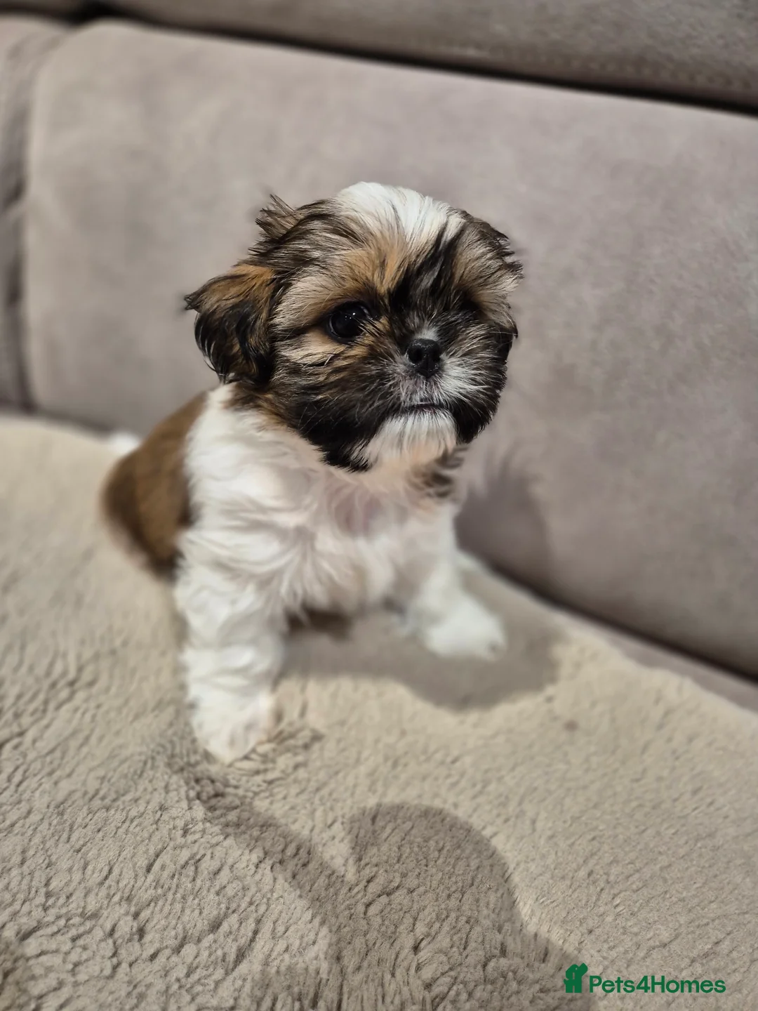 Shih Tzu dogs for sale: KC Registered Shih Tzu Puppies - Home Raised - Advert 22