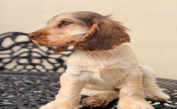 Cocker Spaniel dogs - Advert 10