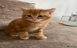 Mixed Breed cats for sale: Cutest kittens  - Image 4