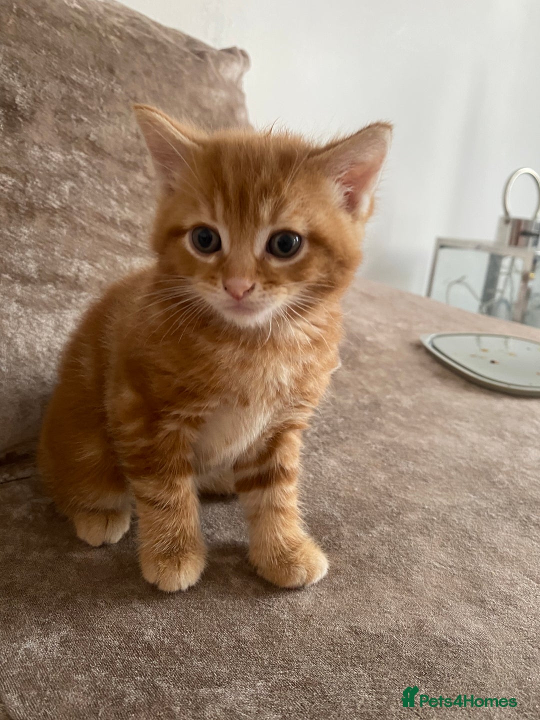 Mixed Breed cats for sale: Cutest kittens  - Image 4