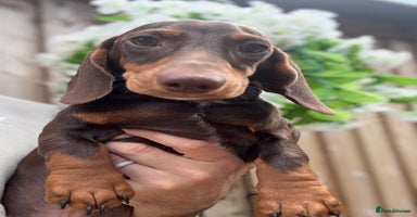Miniature Dachshund dogs - Advert 8