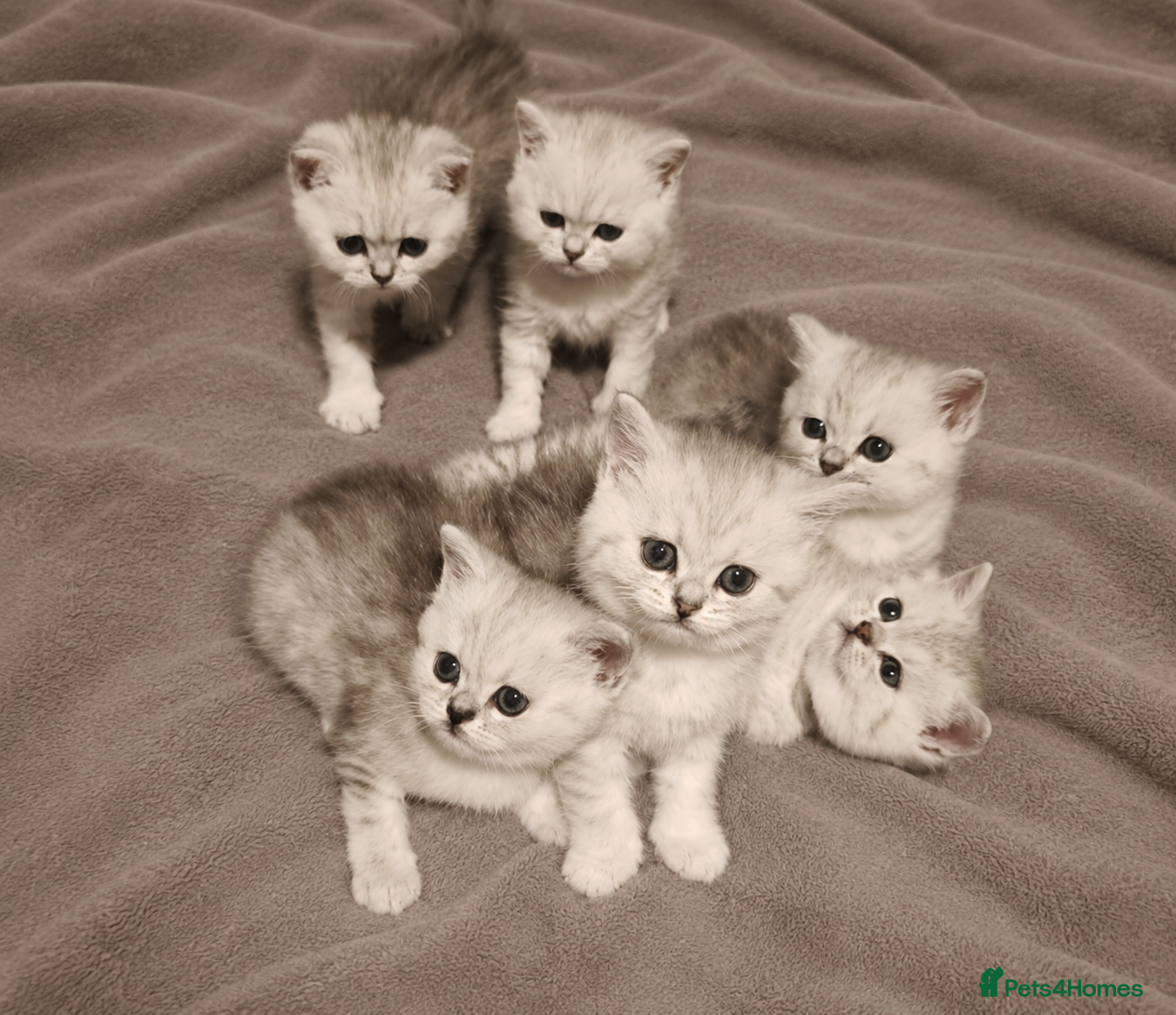 British Shorthair cats Pearl 🐾 Silver British Shorthair Girl — Ready Now - Advert 1
