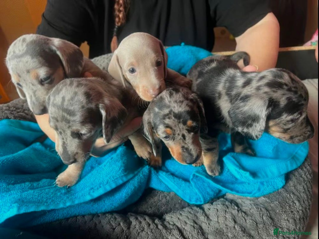 Miniature Dachshund dogs for sale: LOVELY MINIATURE DACHSHUND PUPPIES - Image 1