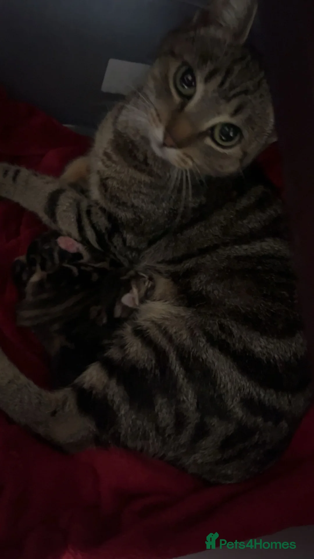 Maine Coon cats for sale: Half Maine coon kittens unique calico markings  - Advert 15