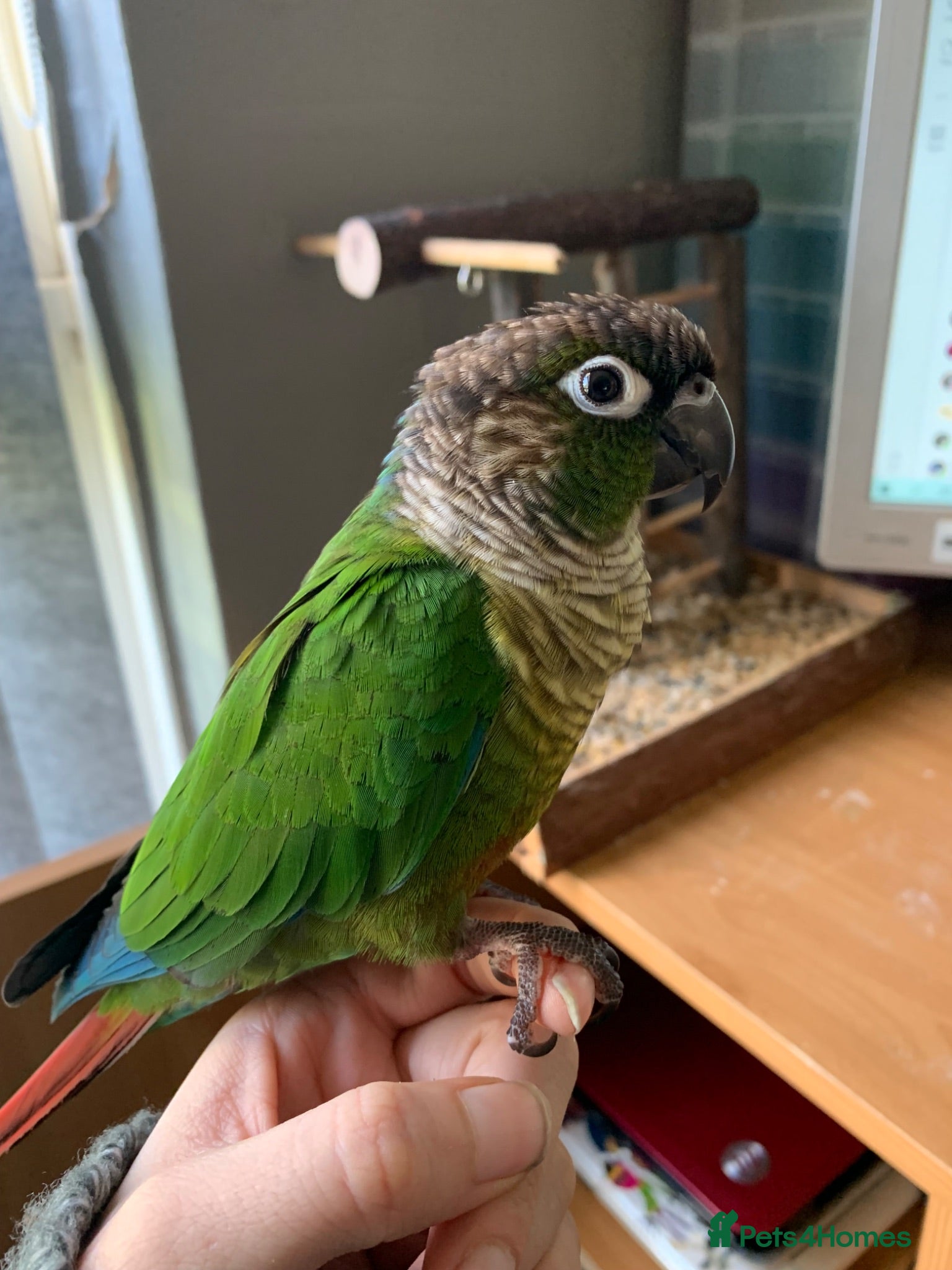 Conures birds Loki- Green Cheeked Conure, Hand-Reared - Advert 1
