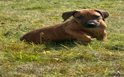 Rhodesian Ridgeback dogs for sale: Big bold bouncy bundles  - Image 7