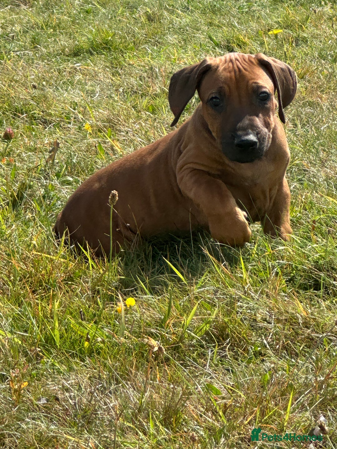 Rhodesian Ridgeback dogs for sale: Big bold bouncy bundles  - Image 7