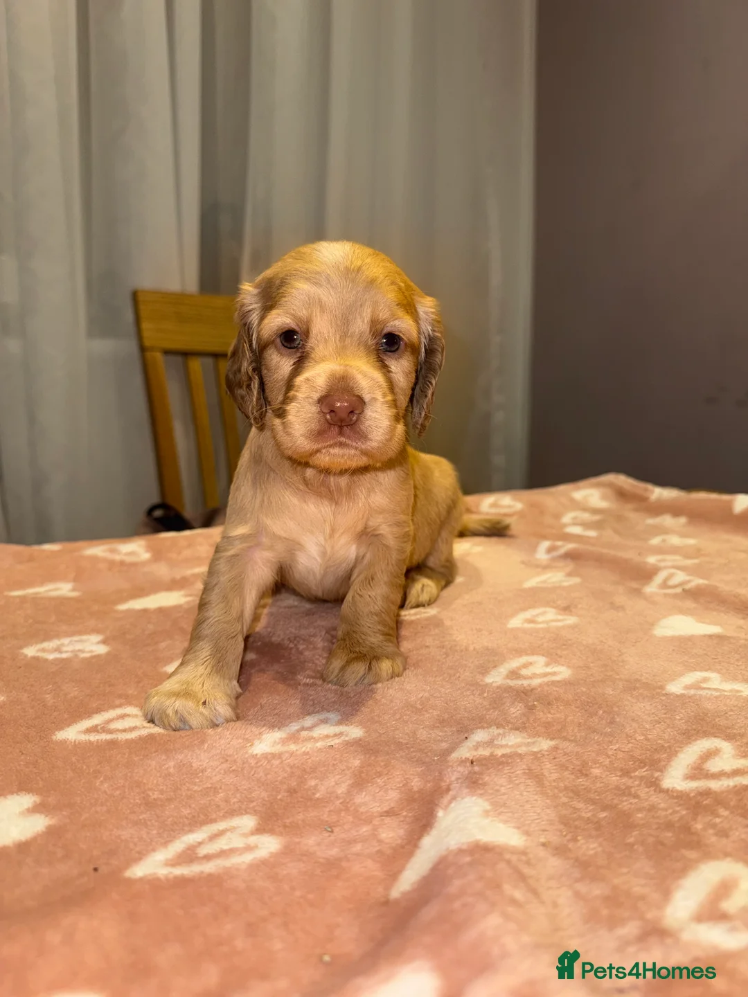 Cocker Spaniel dogs for sale: Adorable cocker spaniel puppies - Advert 35