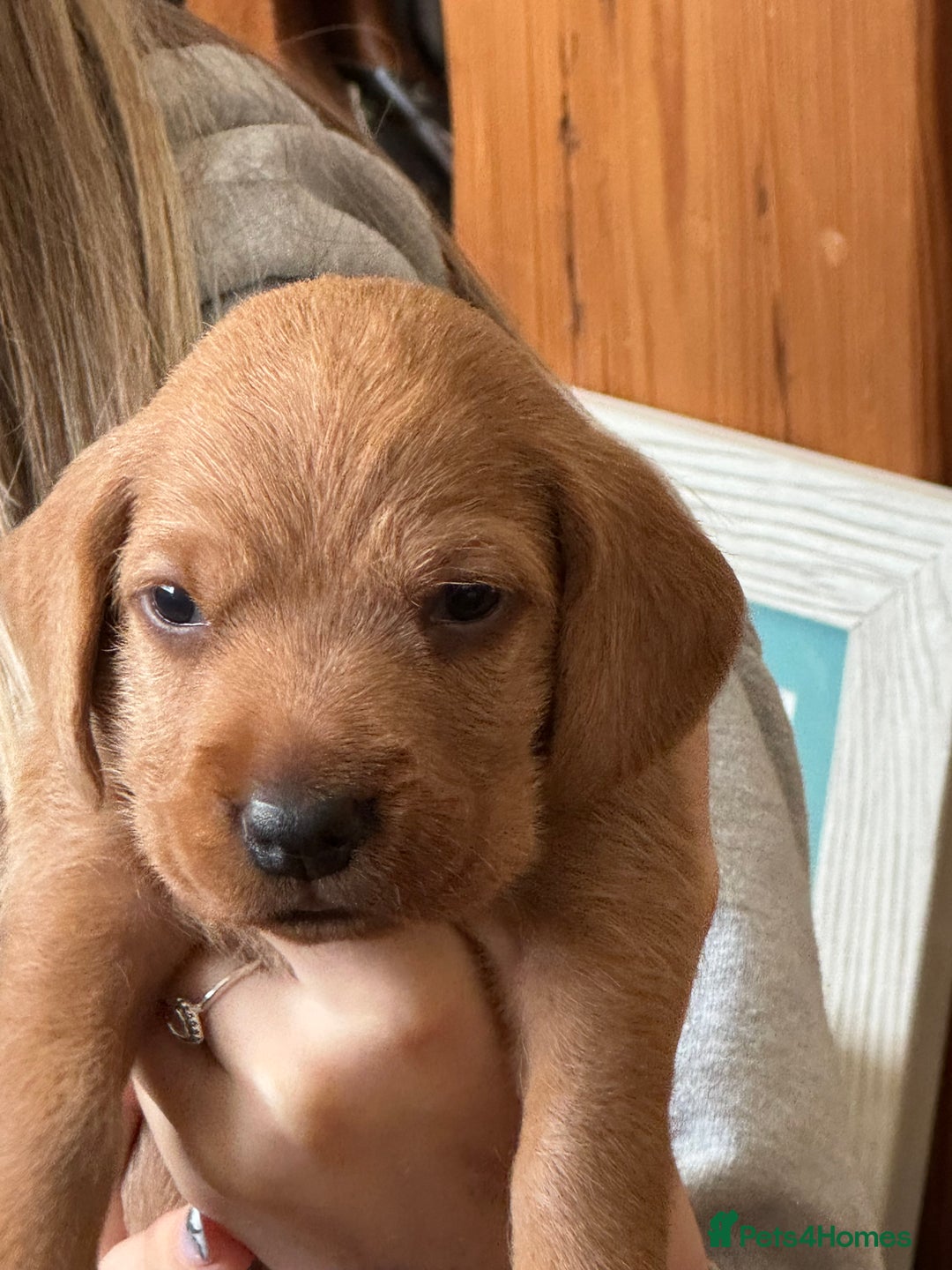 Basset Fauve De Bretagne dogs for sale: Basset Fauve De Bretagne Pups - Image 5