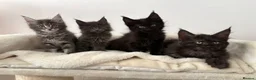 Maine Coon cats for sale: 🐈🐈‍⬛ Russian/European Bloodline Kittens 💕🐱 - Advert 4