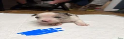 Jack Russell dogs for sale: Gorgeous Jack Russell Puppies – 2 Boys & 3 Girls  in Kirkcaldy - Advert 3