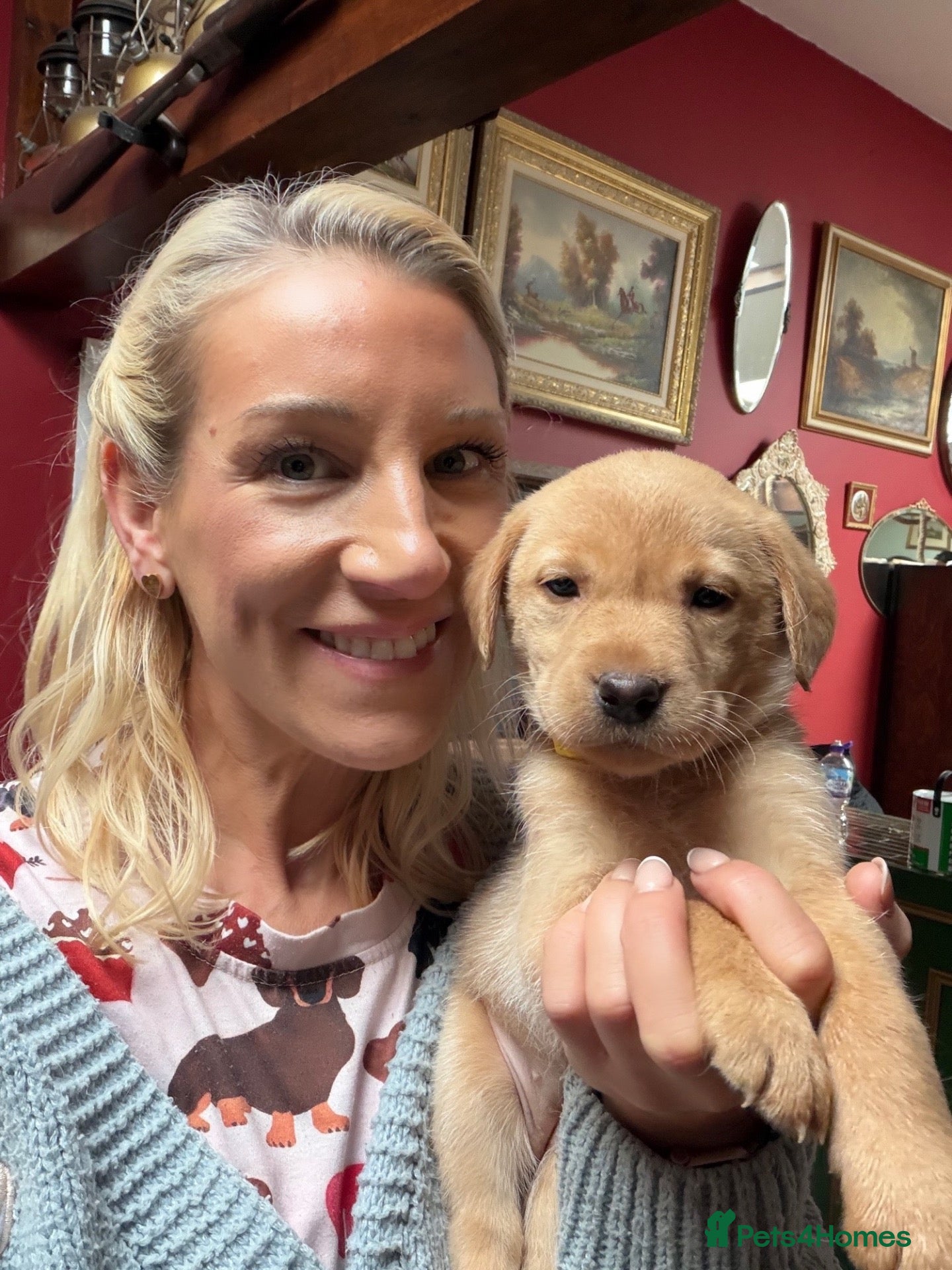 Labrador Retriever dogs Baby boys available 🐾 Pedigree KC Reg labs❤️ - Advert 15
