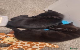 Bombay cats for sale: 3 black girl kitten - Image 2