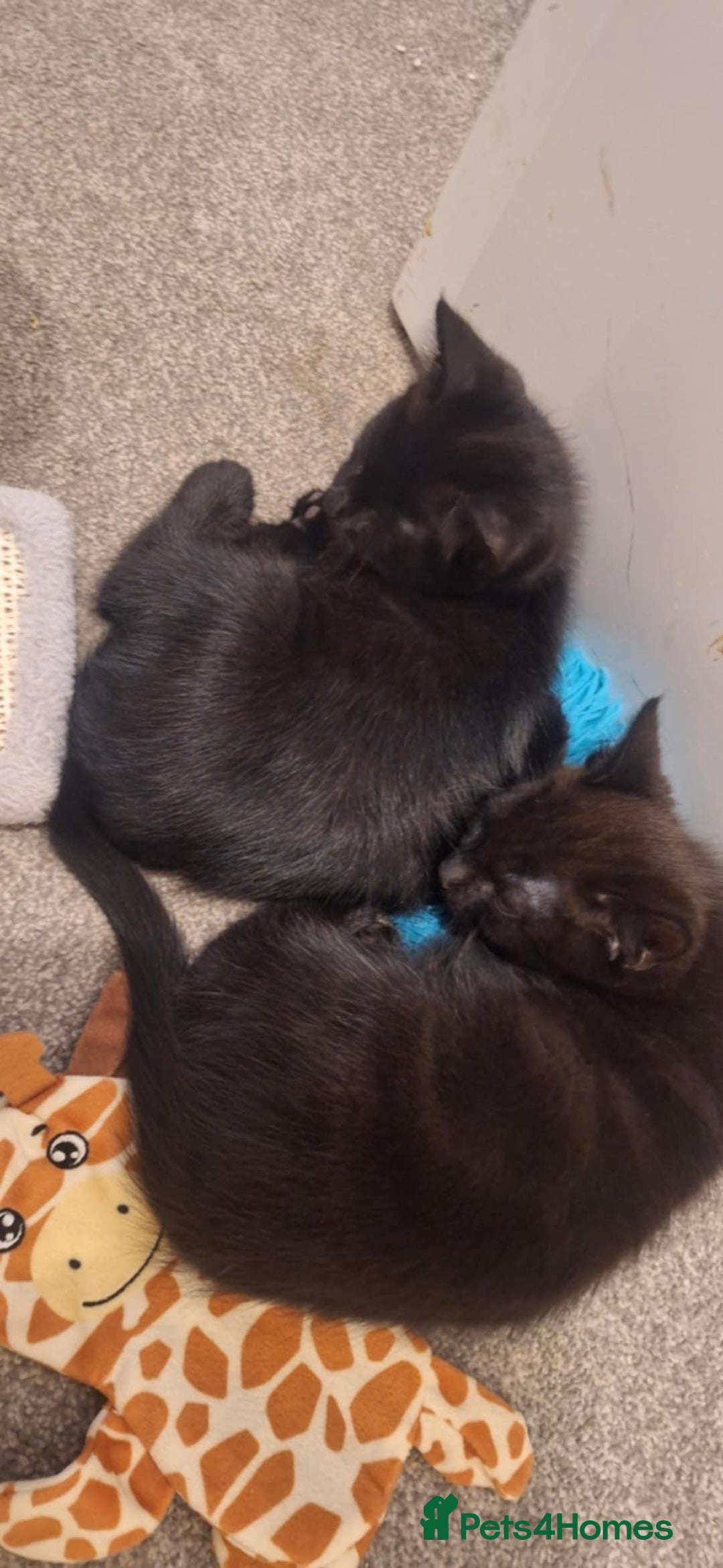 Bombay cats for sale: 3 black girl kitten - Image 2