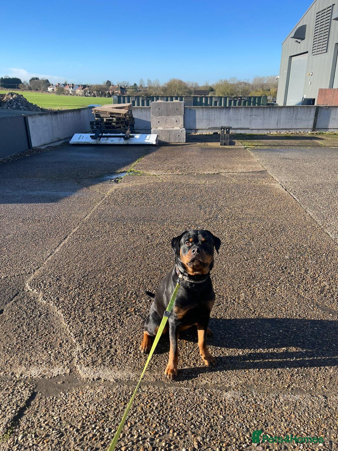Rottweiler dogs for stud: Onex de Tierra Ibera now available for stud in Newark - Image 26