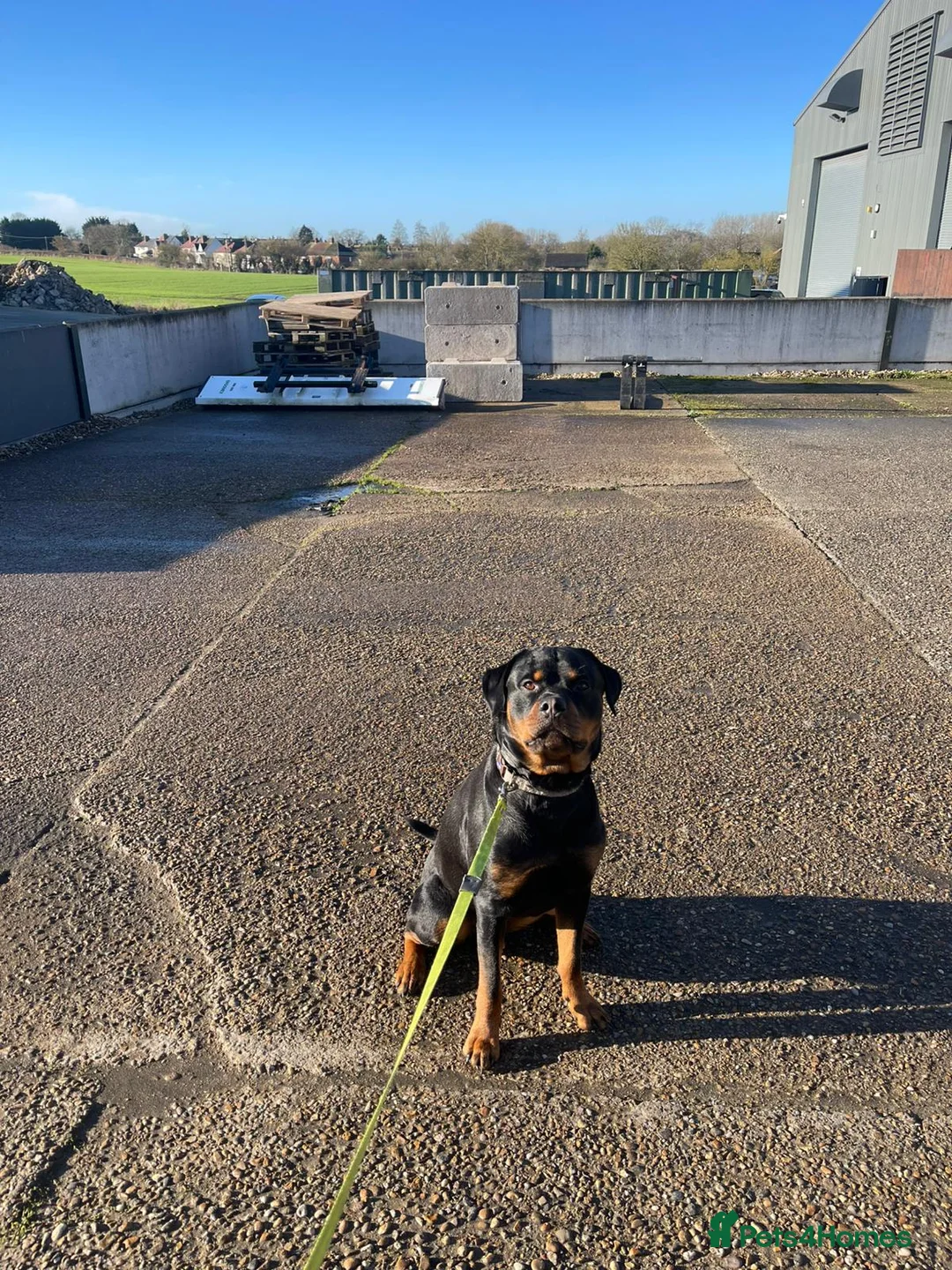 Rottweiler dogs for stud: Onex de Tierra Ibera available for stud in Newark - Advert 26