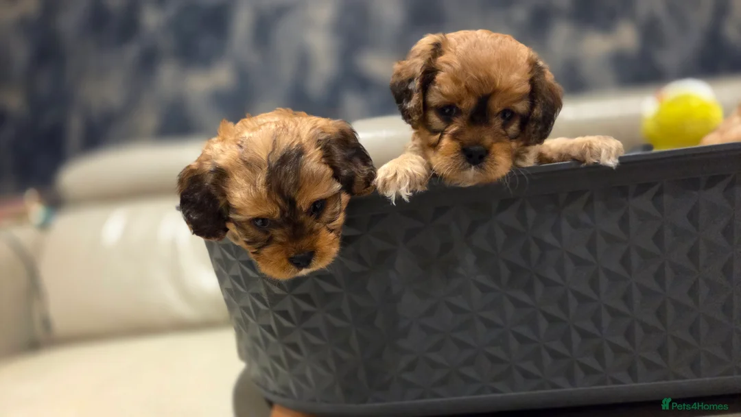Cavapoo dogs for sale: Beautiful Cavapoo Puppies – Ready from 7th March - Advert 18