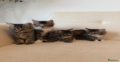 Maine Coon cats - Advert 13