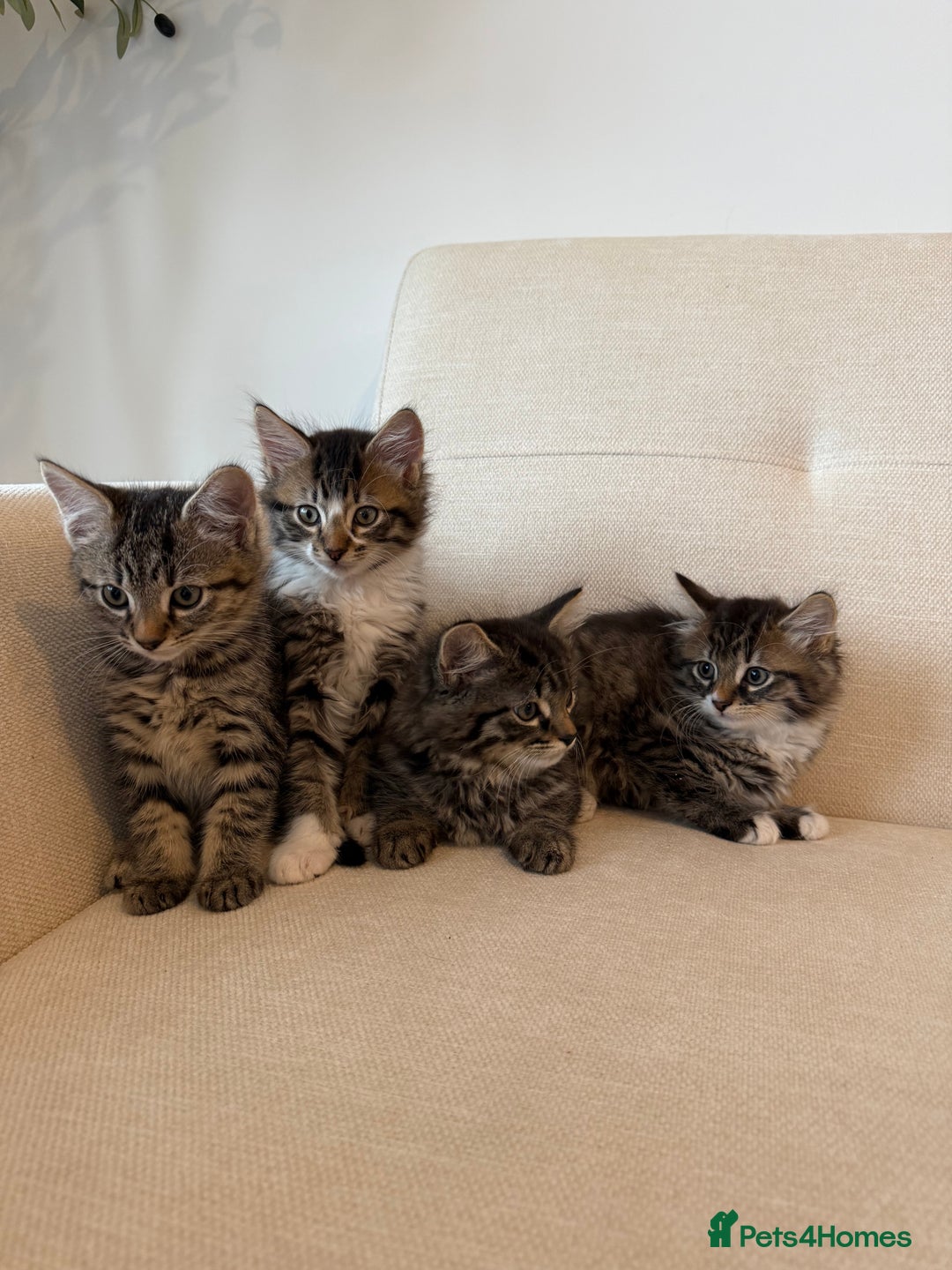 Maine Coon cats for sale: Tabby Kittens  - Image 2