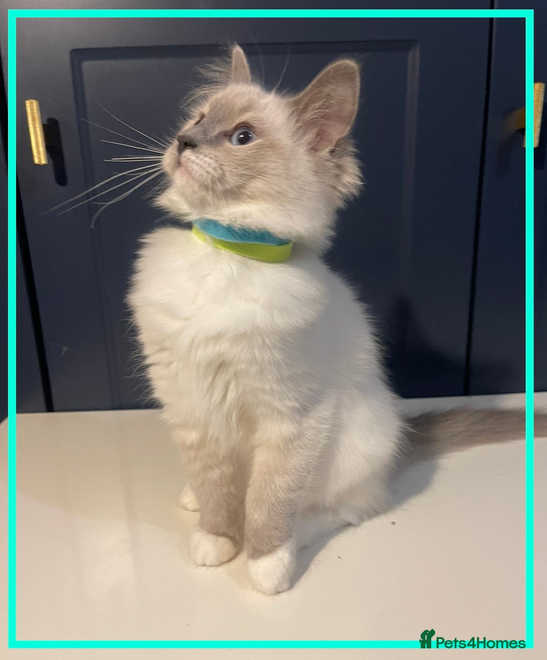 Ragdoll cats for sale: 🐾💕Last remaining ragdolls 💕🐾 in Hitchin - Image 14