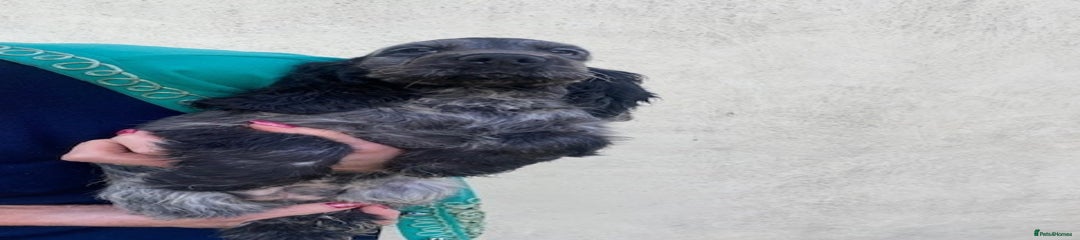 Cocker Spaniel Puppy - Blue Roan Girl (White Patch on eye)
