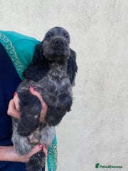 Cocker Spaniel Puppy - Blue Roan Girl (White Patch on eye)