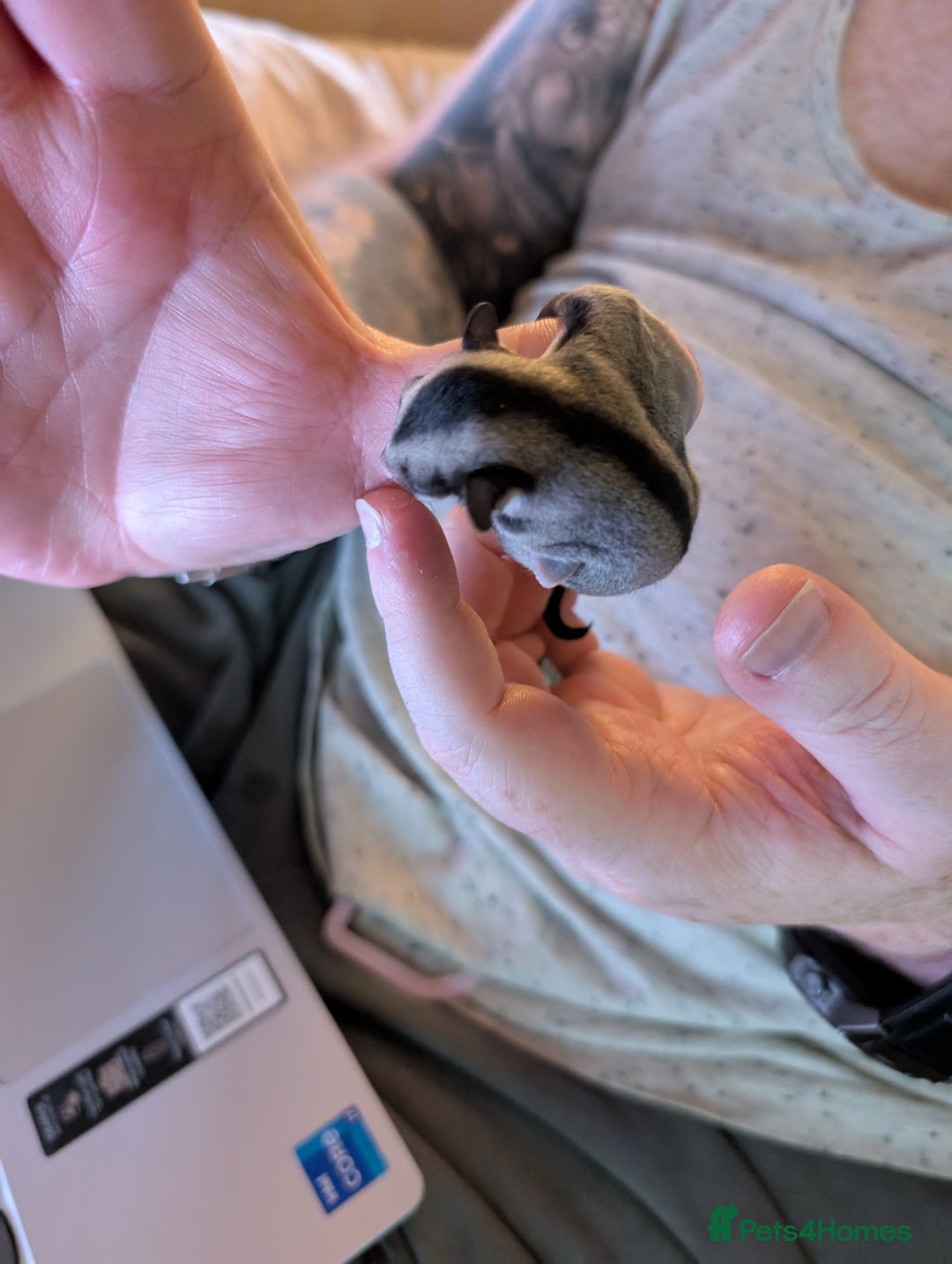 Sugar Glider rodents for sale: Male sugar gliders in Macclesfield - Image 3