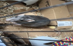 Rat rodents for sale: 3 female dumbo rats - Image 4