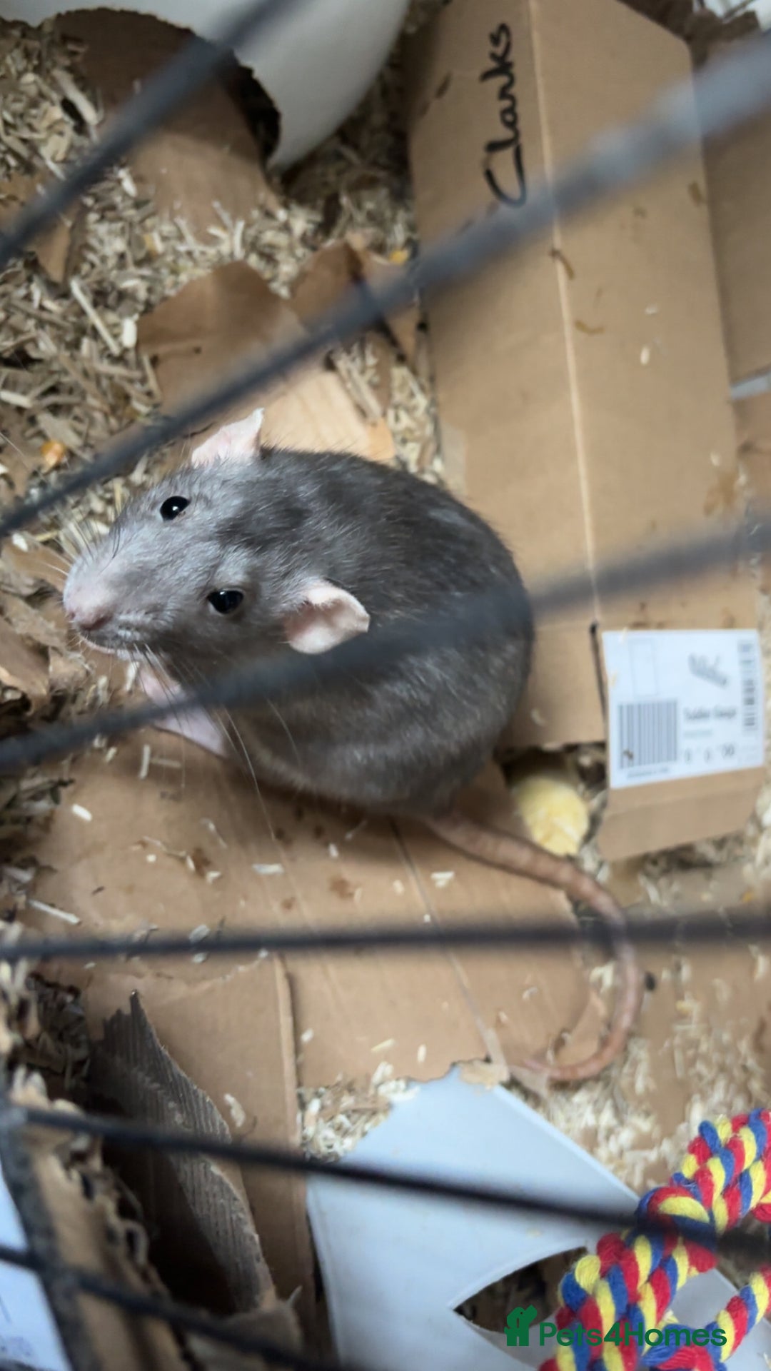 Rat rodents for sale: 3 female dumbo rats - Image 4