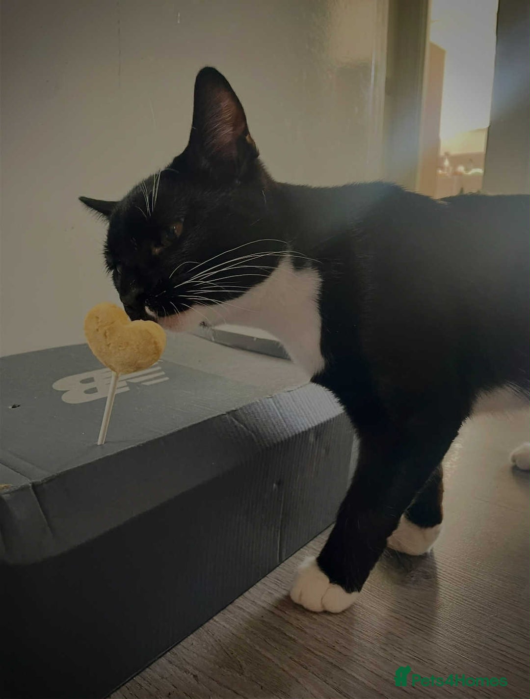 Mixed Breed cats for sale: 🐾 Sweet Cat Duo Looking for a Loving Home 🐾 - Image 7