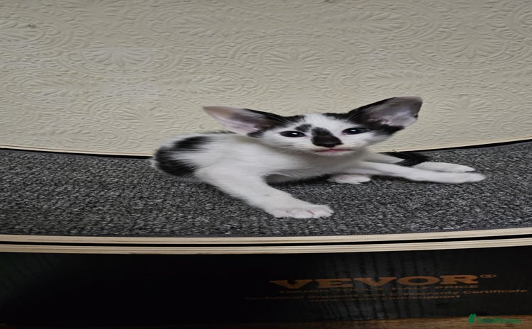 Oriental cats - Advert 1