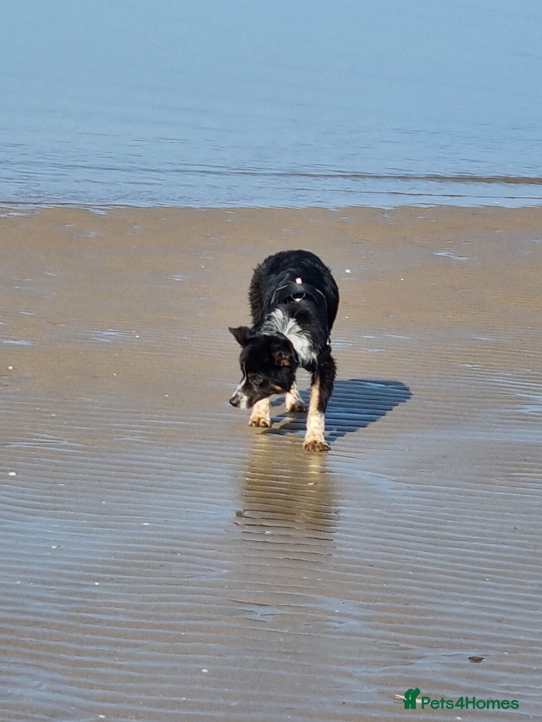 Border Collie dogs for sale: Border collie for sale!! - Advert 4