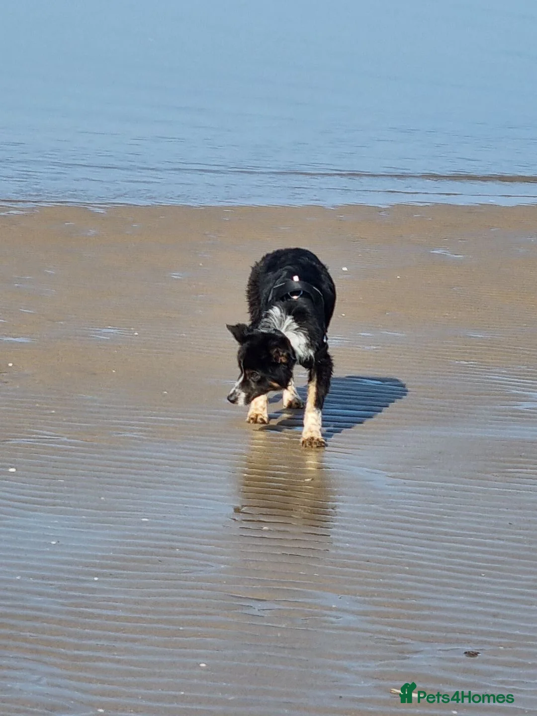 Border Collie dogs for sale: Border collie for sale!! - Advert 4