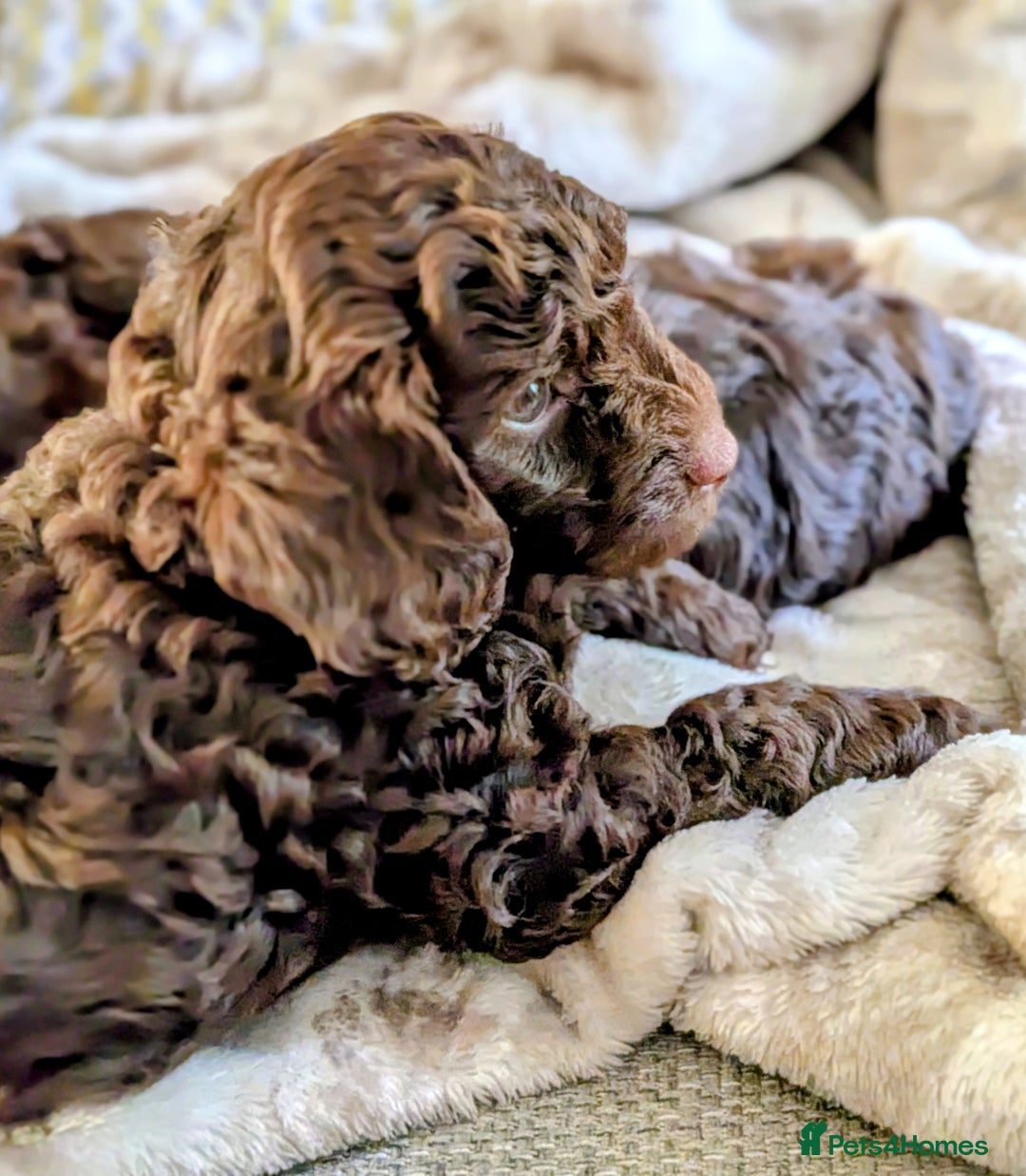 Cockapoo dogs for sale: 4 males and 1 female, chocolate coated cockerpoos  - Image 16