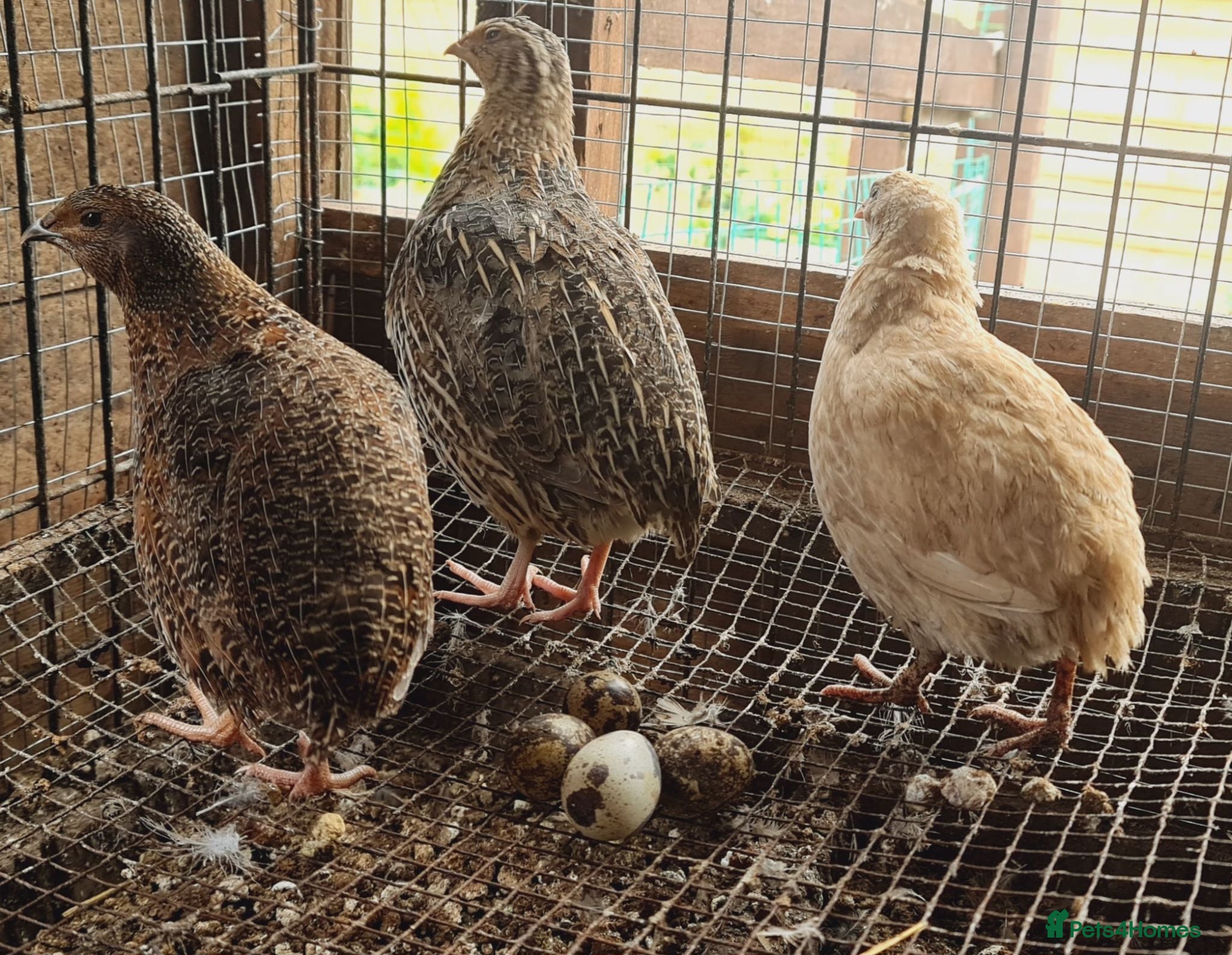 Quail poultry Jumbo Coturnix Quails and Fertile eggs for sale - Advert 1