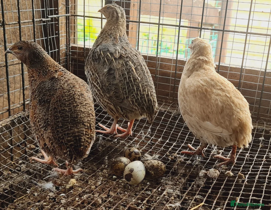 Quail poultry for sale: Jumbo Coturnix Quails and Fertile eggs for sale - Advert 1