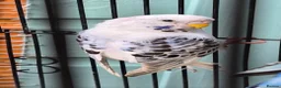 Budgerigars birds for sale: Texas clear body cobalt blue female  - Advert 8