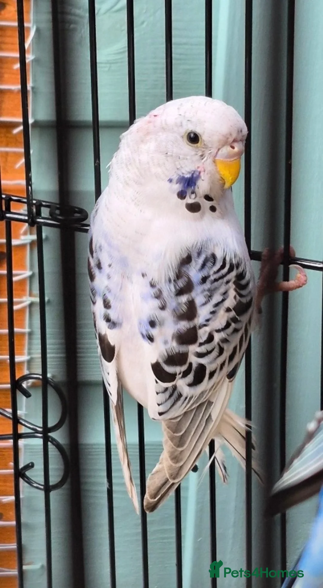 Budgerigars birds for sale: Texas clear body cobalt blue female  - Advert 8