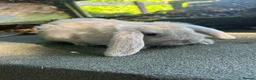 Mini Lop rabbits for sale: 5 beautiful mini lops  - Advert 7