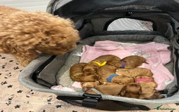 Australian Labradoodle dogs for sale: Multi Generational Australian Labradoodle Puppies - Image 13