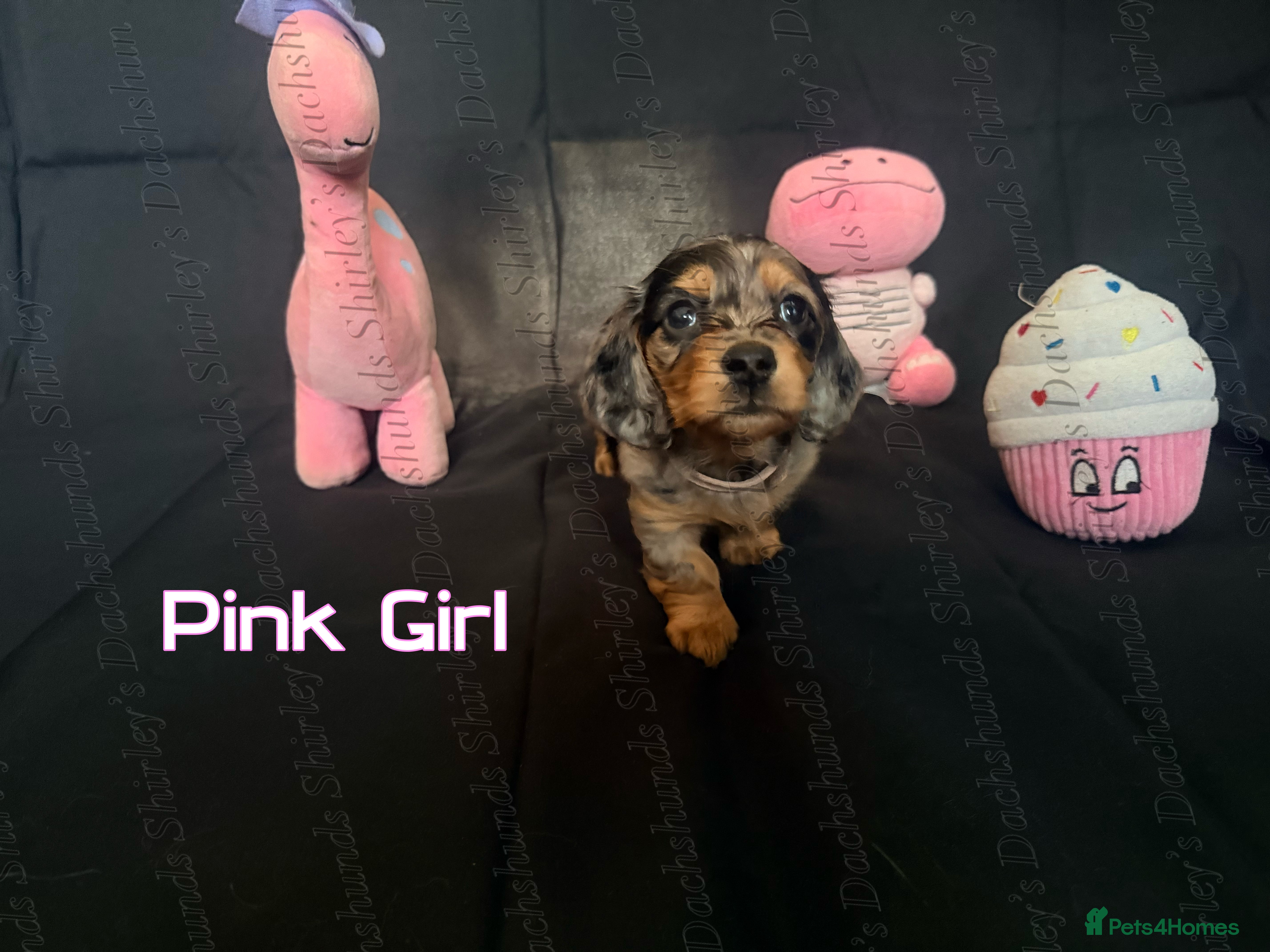 Miniature Dachshund dogs Longhaired Miniature Dachshunds KC Registered  - Advert 6