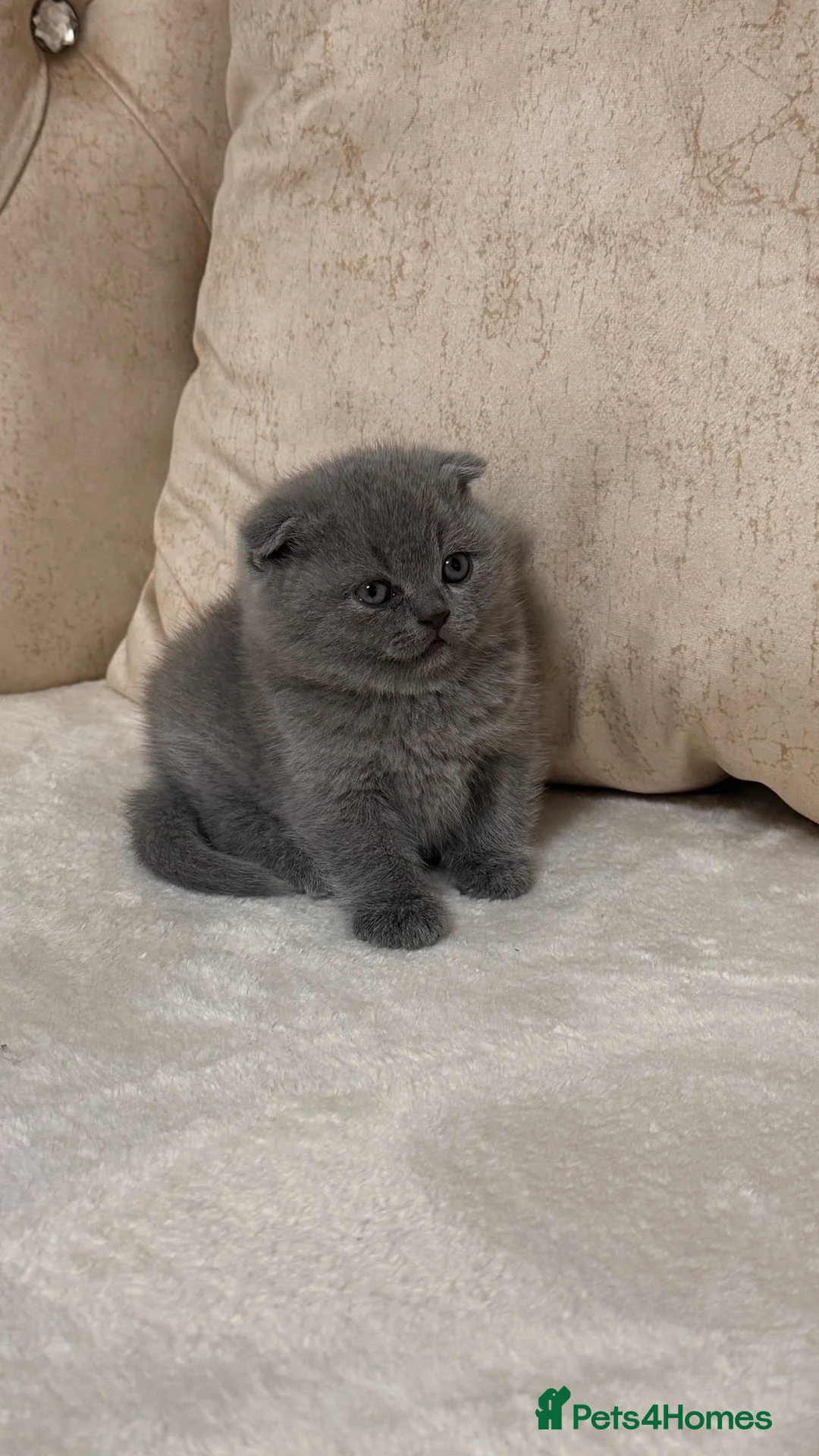 Scottish Fold cats for sale: Beautiful chunky Scottish folds  - Advert 5