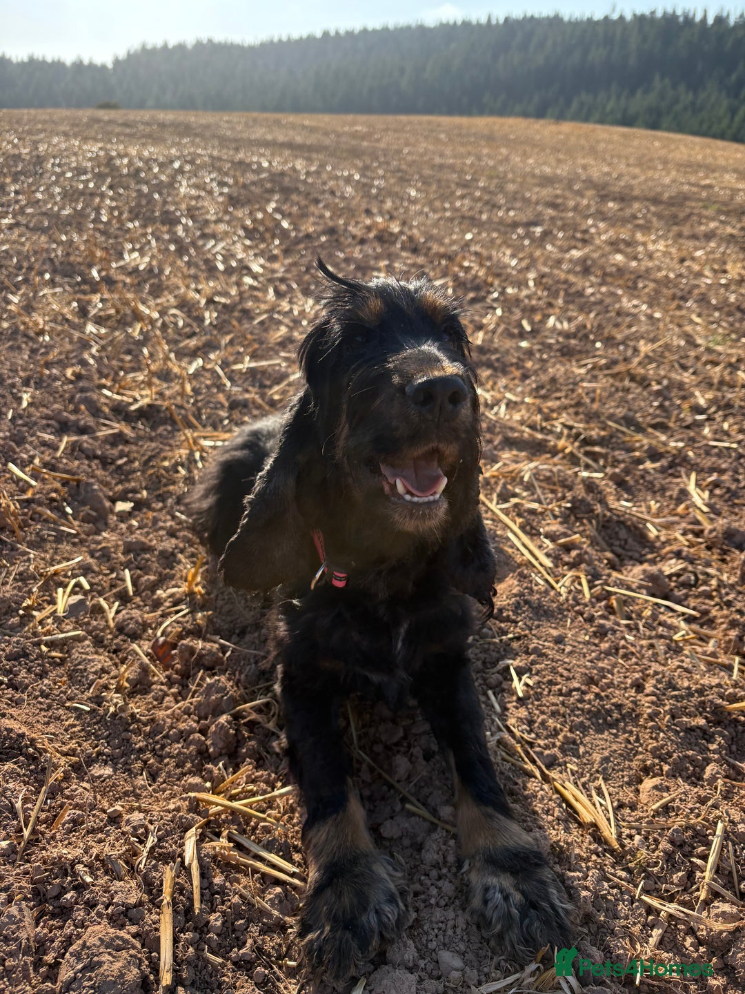 Cocker Spaniel dogs for sale: show type cocker spaniels puppies * ready now  - Image 27