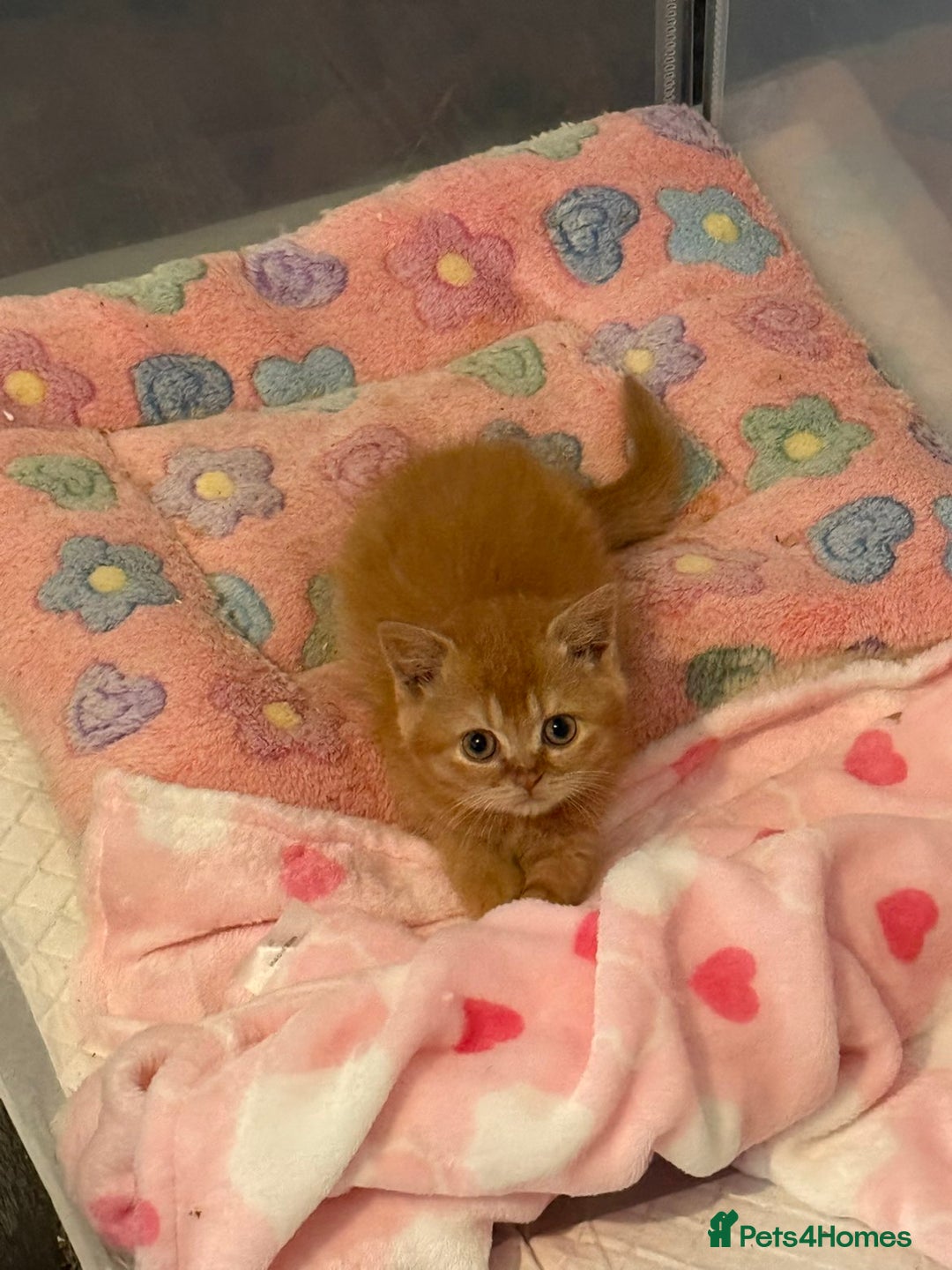 British Shorthair cats for sale: READY TO GO - Pedigree British Shorthair Kittens! - Image 2