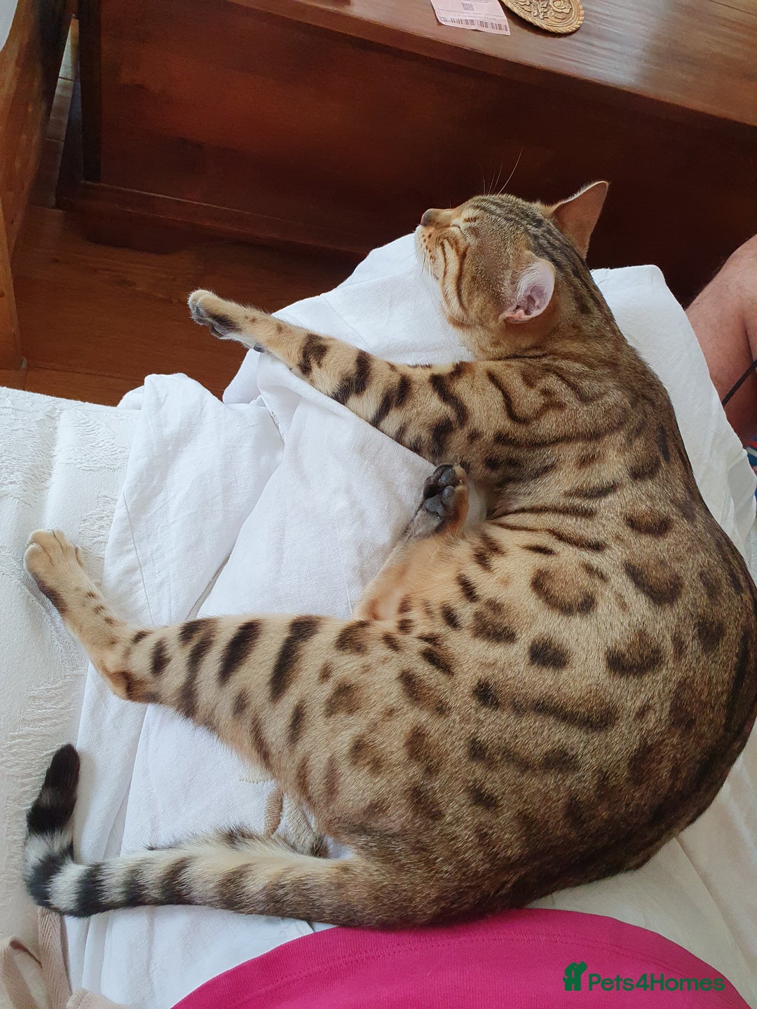 Bengal cats for sale: Pure Bengal kittens for sale - Image 15