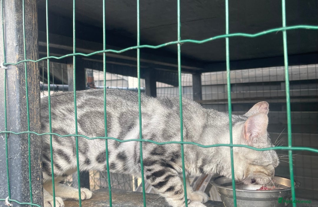Bengal cats for sale: Male bengals for sale  - Image 4